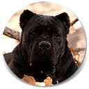 Amalia, Black Female Cane Corso Import