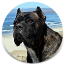 Rothorm JY Dream Miss You Much Demon Amon, Brindle Male Cane Corso Import