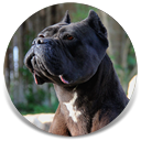 Byorna, Black Female Cane Corso Import