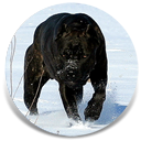 About Time's Causing Chaos, Black Brindle Female Cane Corso