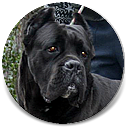 Multi Champion Chianti Des Trois Archanges, Black Cane Corso Male Import