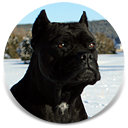 Bioynic's Chingalana, Black Female Cane Corso, Import Sire