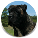 Rothorm JY Dream Fantagiro, Brindle Female Cane Corso Import