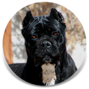 About Time's ba Kepi, Black Female Cane Corso