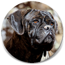 Ketty, Black Brindle Female Cane Corso Import