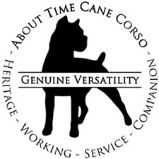 About Time Cane Corso Italiano - Genuine Versality!