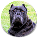 About Time's Sueno de Bella Mia, Black Brindle Female Cane Corso