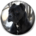 Mina, Black Female Cane Corso Import