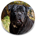 WindSpree's Mirage, Black Male Cane Corso Import