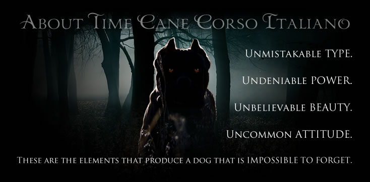 About Time Cane Corso. Unmistakable type. Undeniable power. Unbelievable beauty. Uncommon attitude. These are the elements that produce a dog that is Impossible to Forget.