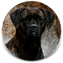 Just Montse, Black Brindle Female Cane Corso Import