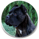 Aquila Dorata Quan, Black Brindle Male Cane Corso Import