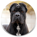 Rothorm JY Dream Quantum of Solace, Black Male Cane Corso Import