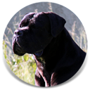 Rothorm JY Dream Quimera, Black Female Cane Corso Import