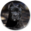 About Time's Lorelei de Rothorm, "Siren", Black Brindle Female Cane Corso