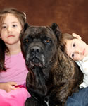 Companion Cane Corso, the perfect family friend, companion, guardian and protector.