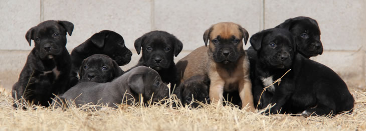 About Time Cane Corso Puppies! Fawn Cane Corso, Black Cane Corso, Brindle Cane Corso, Black Brindle Cane Corso, Blue Cane Corso, Grey Cane Corso