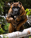 P-Jo, Chestnut Brindle Cane Corso