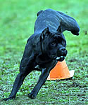 Nyx, Black Brindle Cane Corso, Lure Coursing.