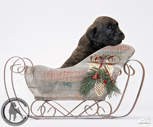 About Time Cane Corso Italiano - Genuine Versality!