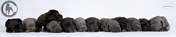 About Time Cane Corso Italiano - Genuine Versality!