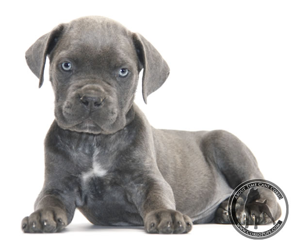 About Time Cane Corso Italiano - Genuine Versality!