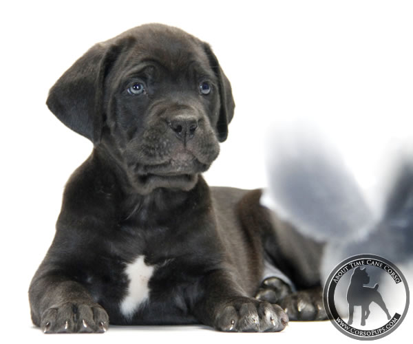 About Time Cane Corso Italiano - Genuine Versality!