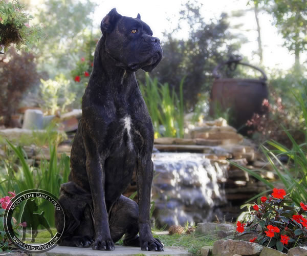 About Time Cane Corso Italiano - Genuine Versality!