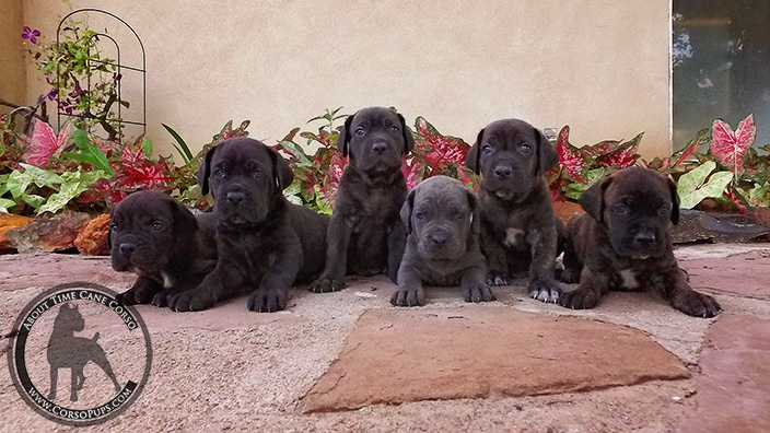 About Time Cane Corso Italiano Breeder of Show, Working