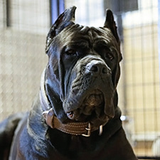 Cane Corso import Aquila Dorata Quan, black brindle male