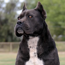 Cane Corso import Aquila Dorata Quan, black brindle male