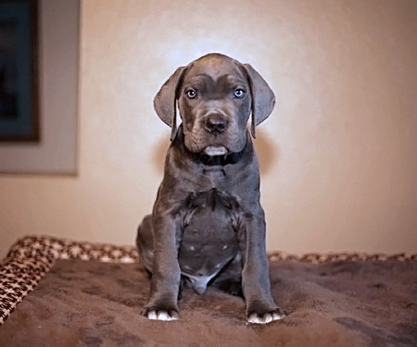 About Time Cane Corso Italiano - Genuine Versality!