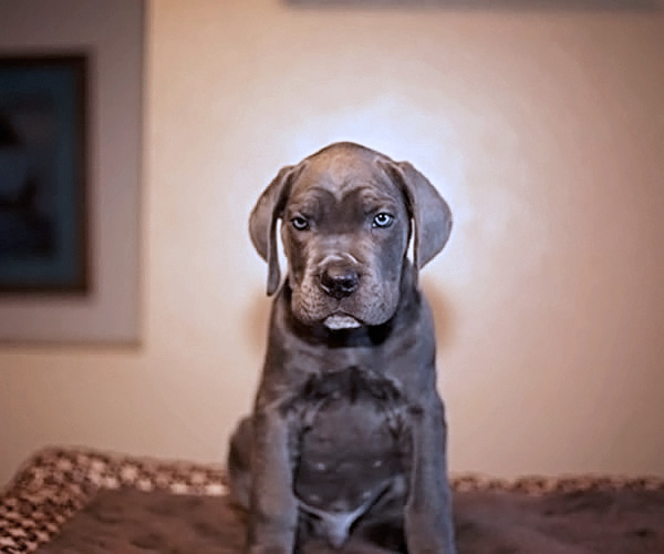 About Time Cane Corso Italiano - Genuine Versality!