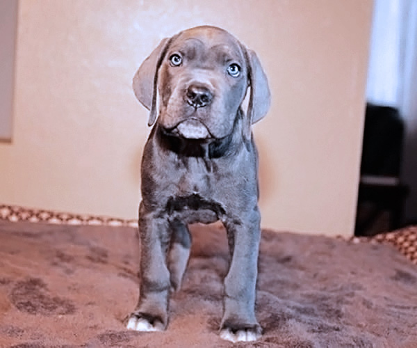 About Time Cane Corso Italiano - Genuine Versality!