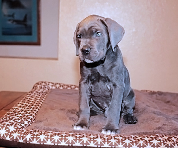 About Time Cane Corso Italiano - Genuine Versality!