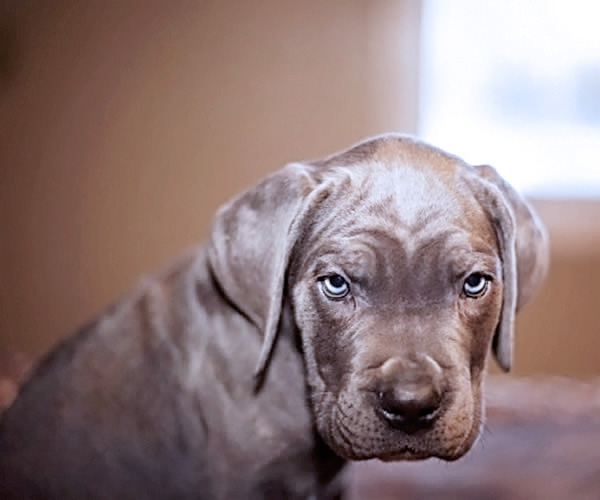 About Time Cane Corso Italiano - Genuine Versality!