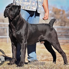 available cane corso puppies