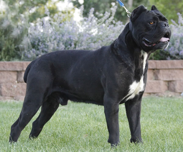 Cane Corsa Male