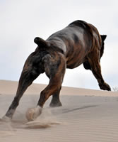 cane corso hunting lions