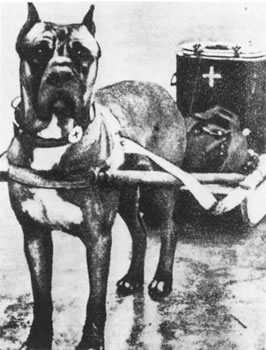 Cane Corso, Russa, 1941-1943