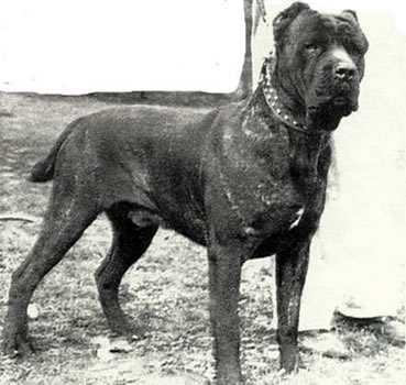 Cane Corso