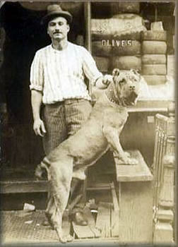 Cane Corso, 1945