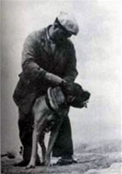 Cane Corso, 1948, Italy