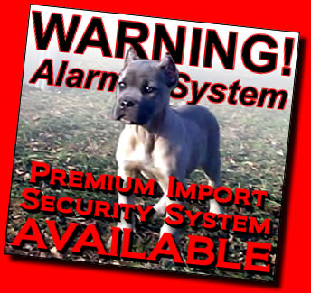 Premium Import Cane Corso Security System