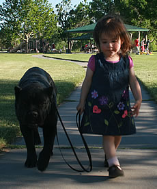 Cane Corso Security System, Protecting Your Family