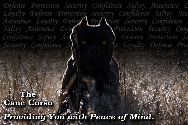 About Time Cane Corso Italiano Cane Corso Security