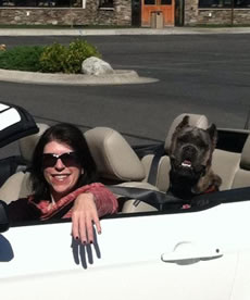 Cane Corso Security, Travels With You Wherever You Go!