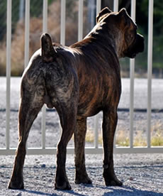 Cane Corso Security, Protecting You Home and Family