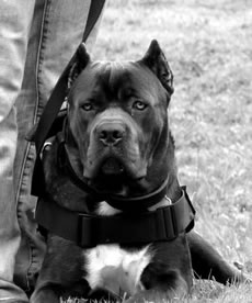 Cane Corso Security, Protection, Bite Work, and Schutzhund Upgrades Available