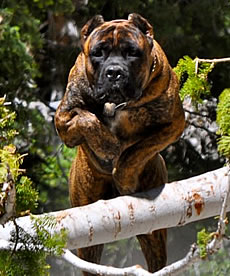 Cane Corso Security System, highly sophisticated protection for personal, family, and property security.